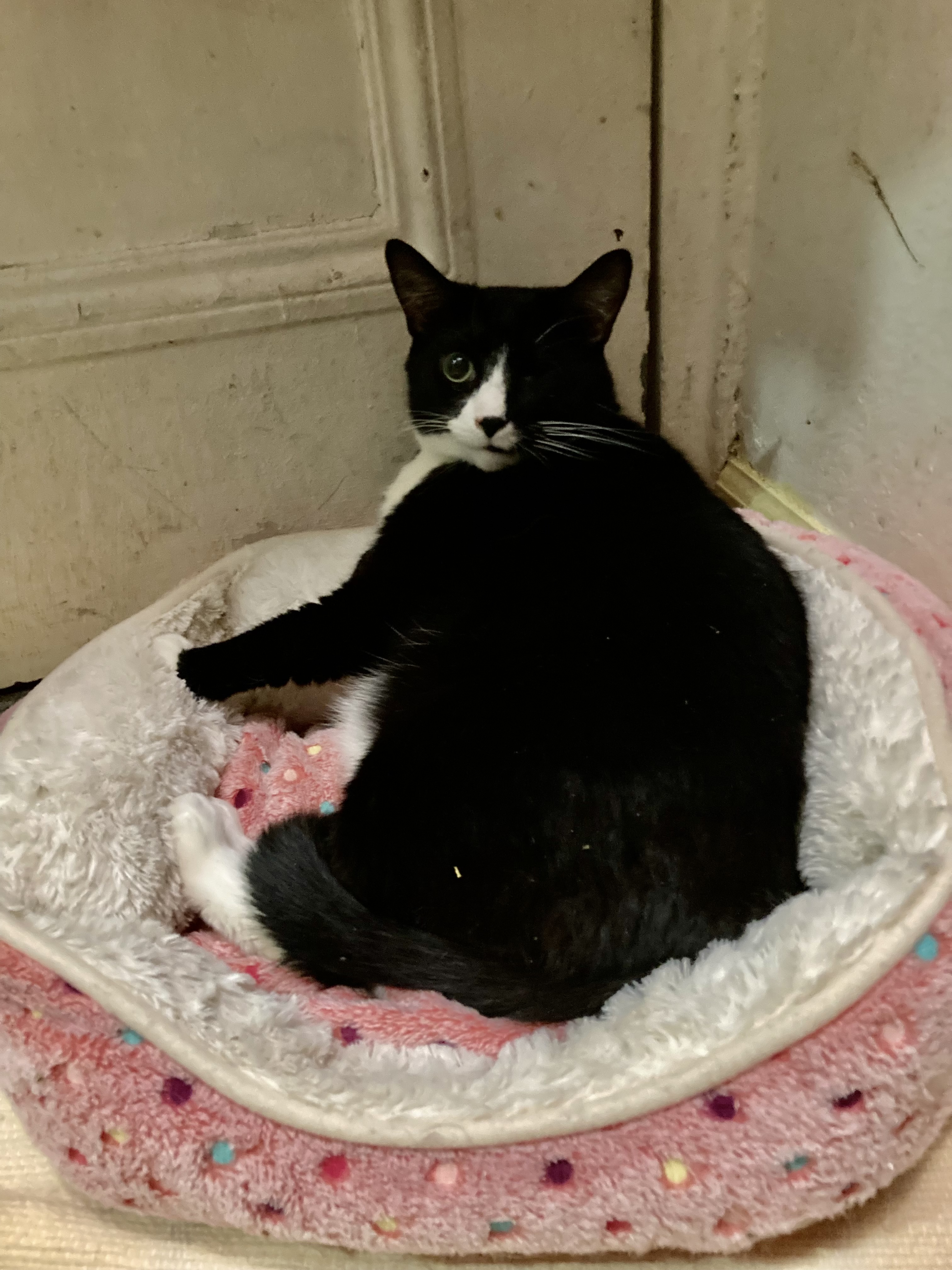 Enlarge Murry, a Adoptable Domestic Short Hair in New York, NY image 1/5