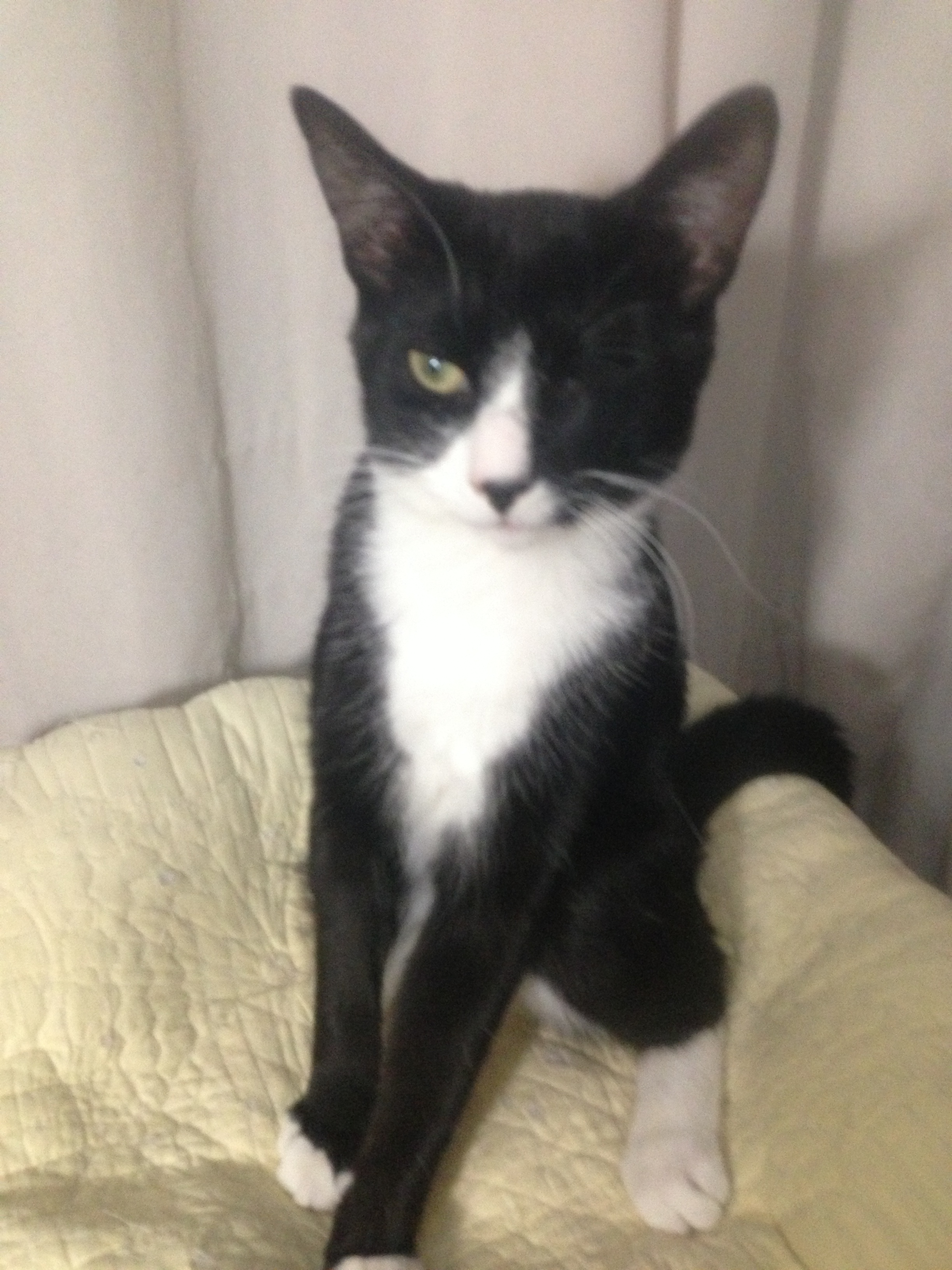 Enlarge Murry, a Adoptable Domestic Short Hair in New York, NY image 4/5