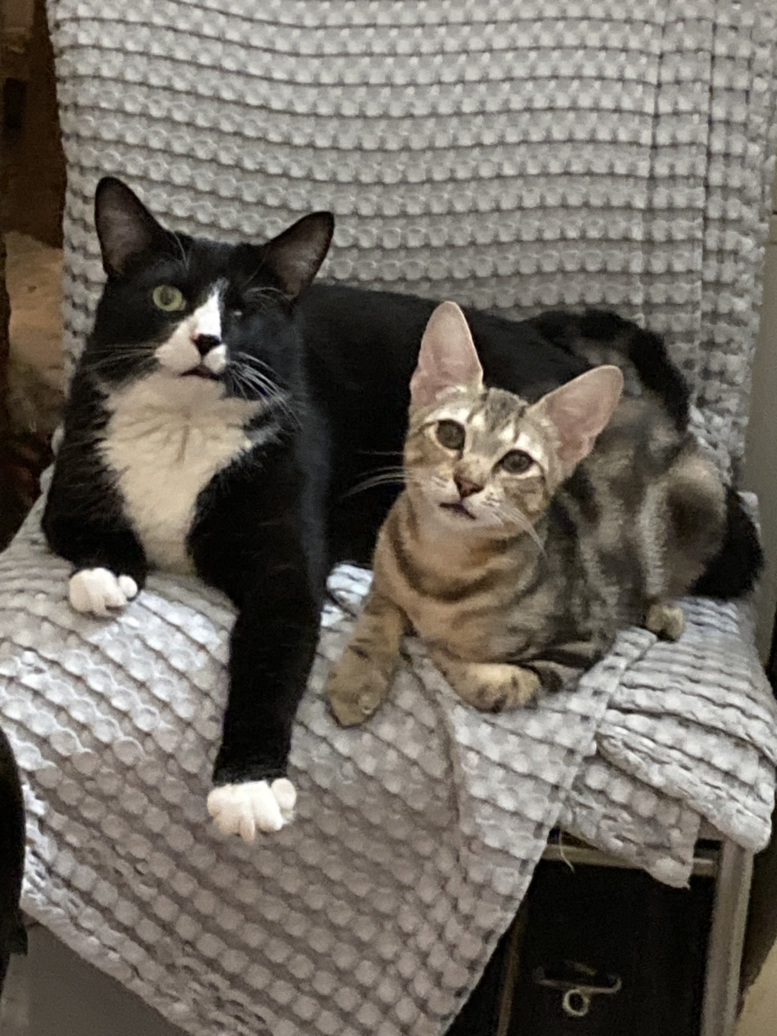 Enlarge Murry, a Adoptable Domestic Short Hair in New York, NY image 3/5