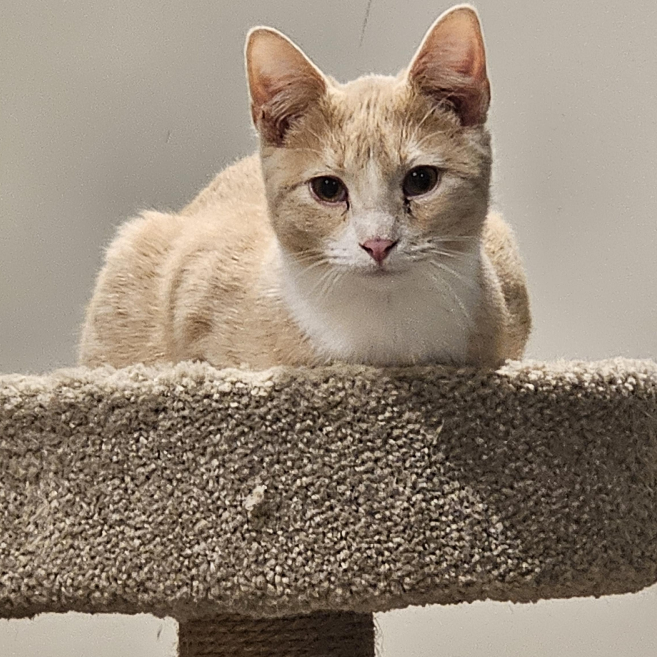 Buffet, Adoptable, Young Male Domestic Short Hair.