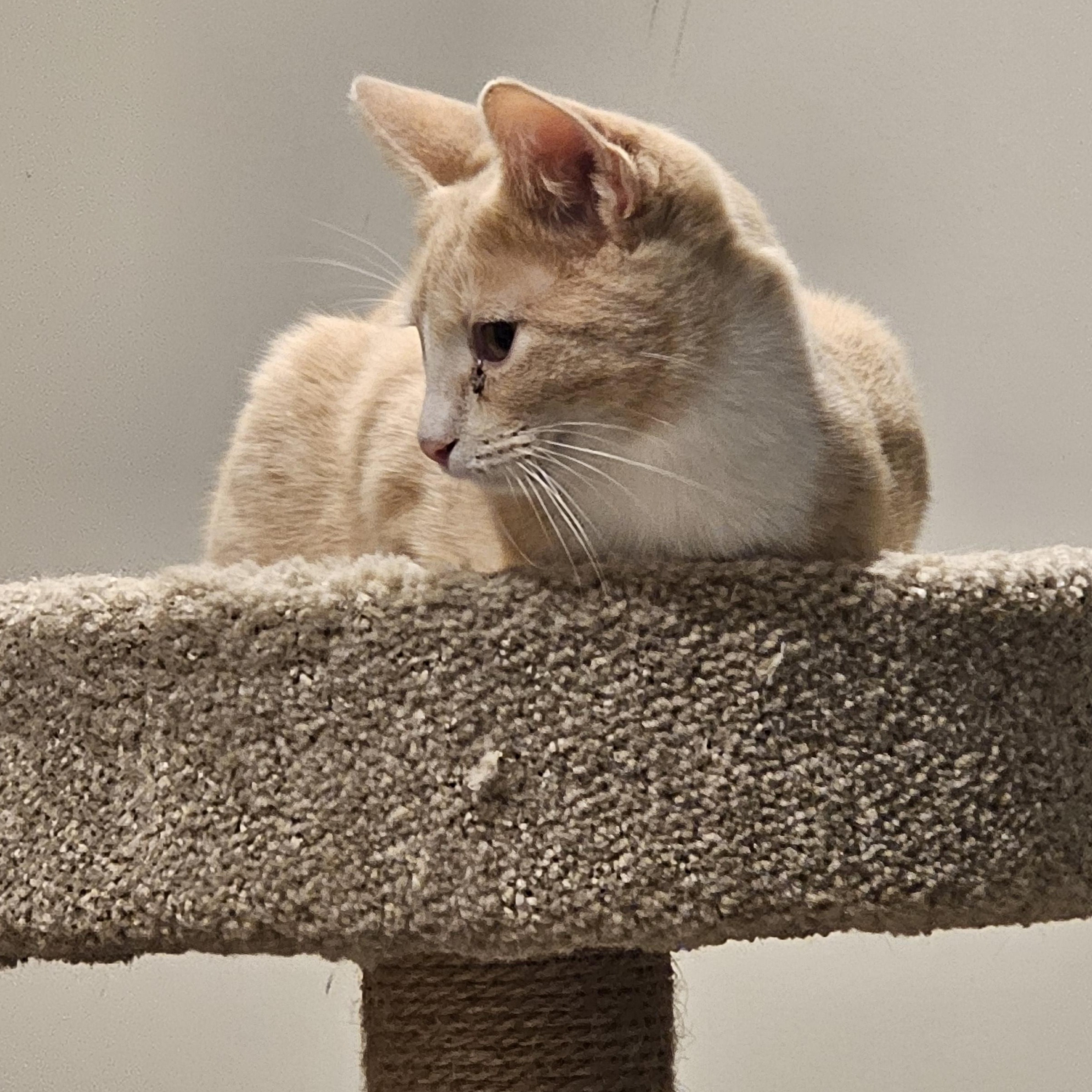 Enlarge Buffet, a Adoptable Domestic Short Hair in Denison, IA image 2/2