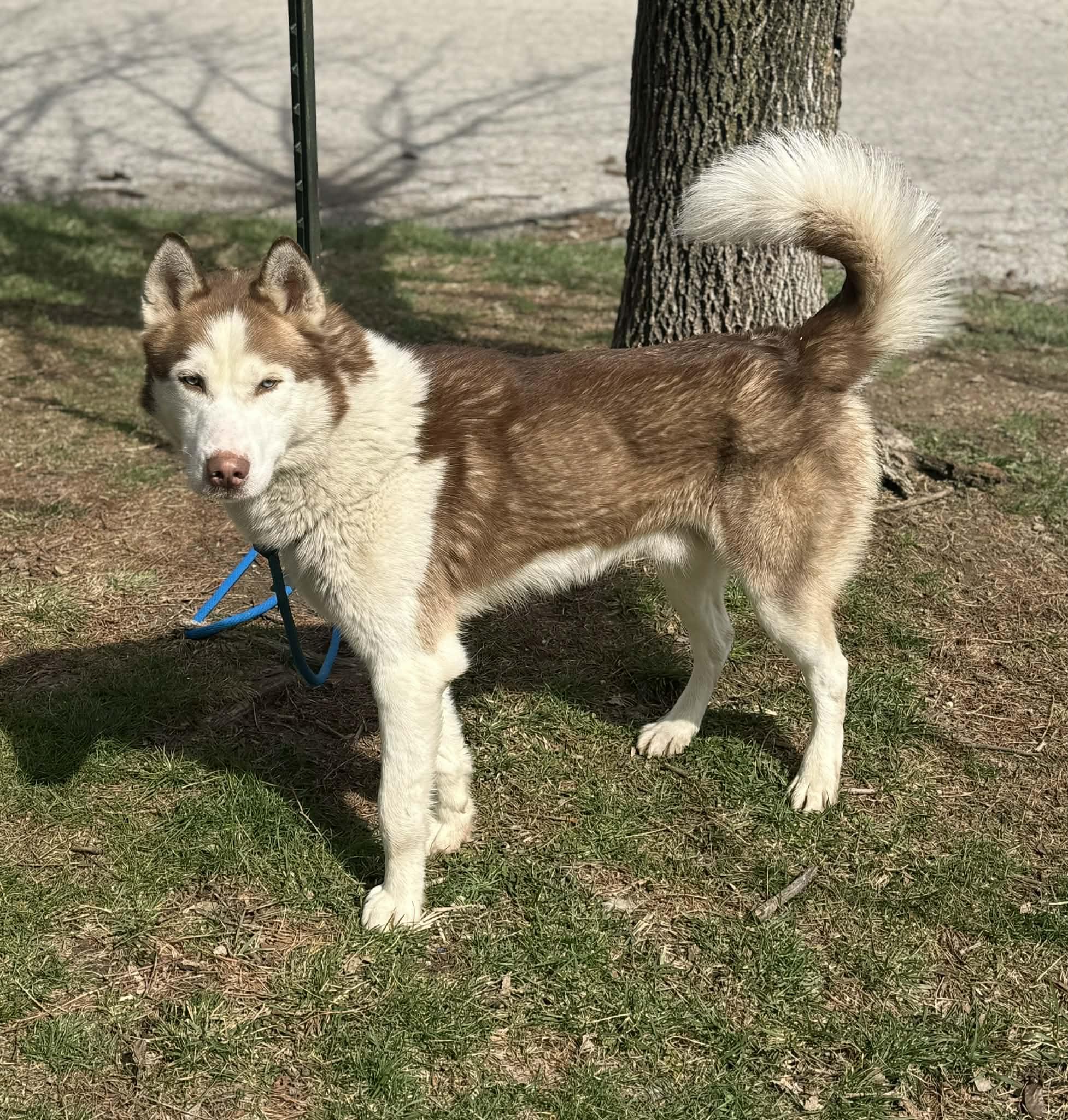 Enlarge Crimson (in a FOSTER home), a ADOPTABLE Husky in Springfield, IL image 3/5