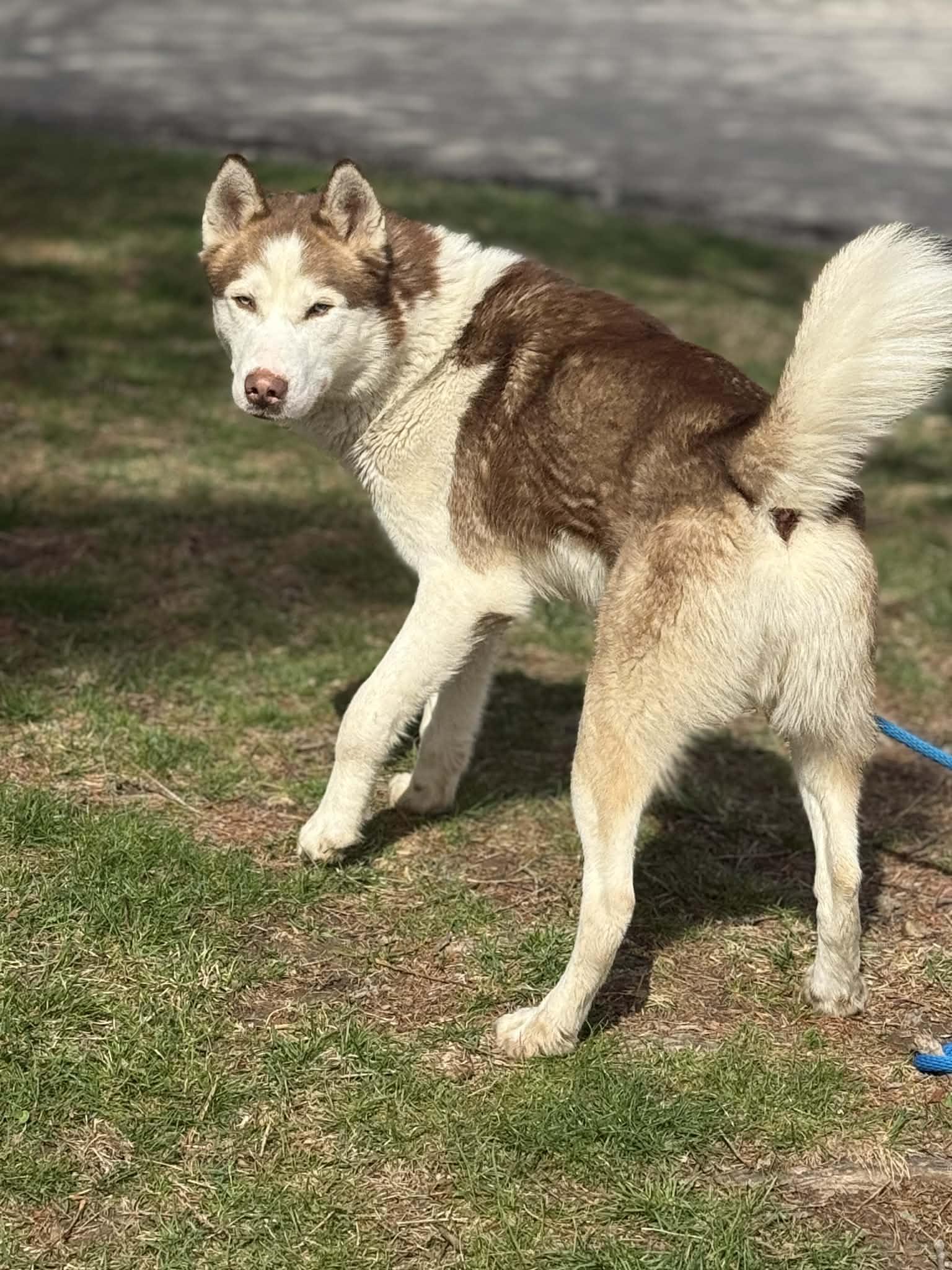 Enlarge Crimson (in a FOSTER home), a ADOPTABLE Husky in Springfield, IL image 4/5