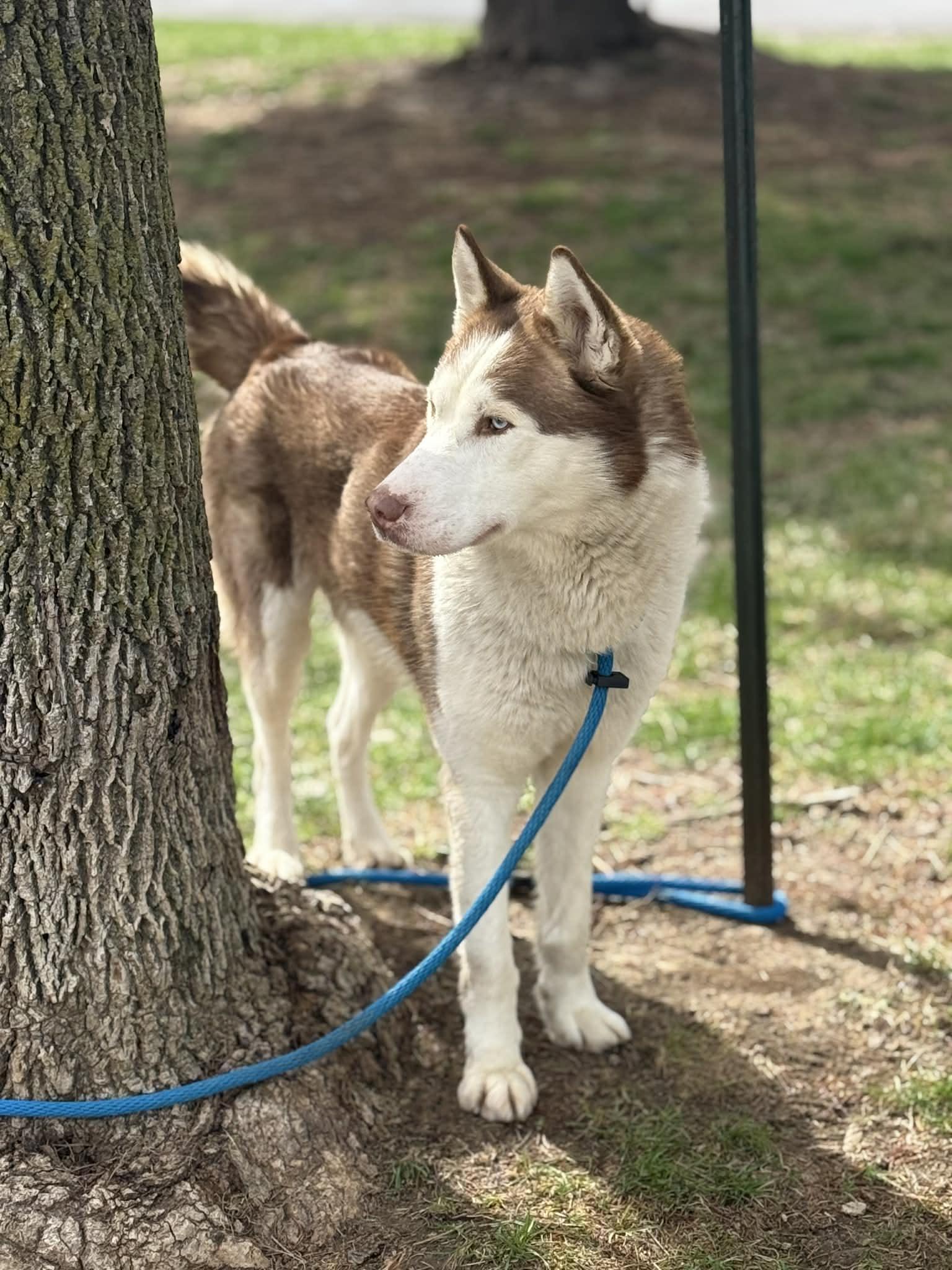 Enlarge Crimson (in a FOSTER home), a ADOPTABLE Husky in Springfield, IL image 2/5