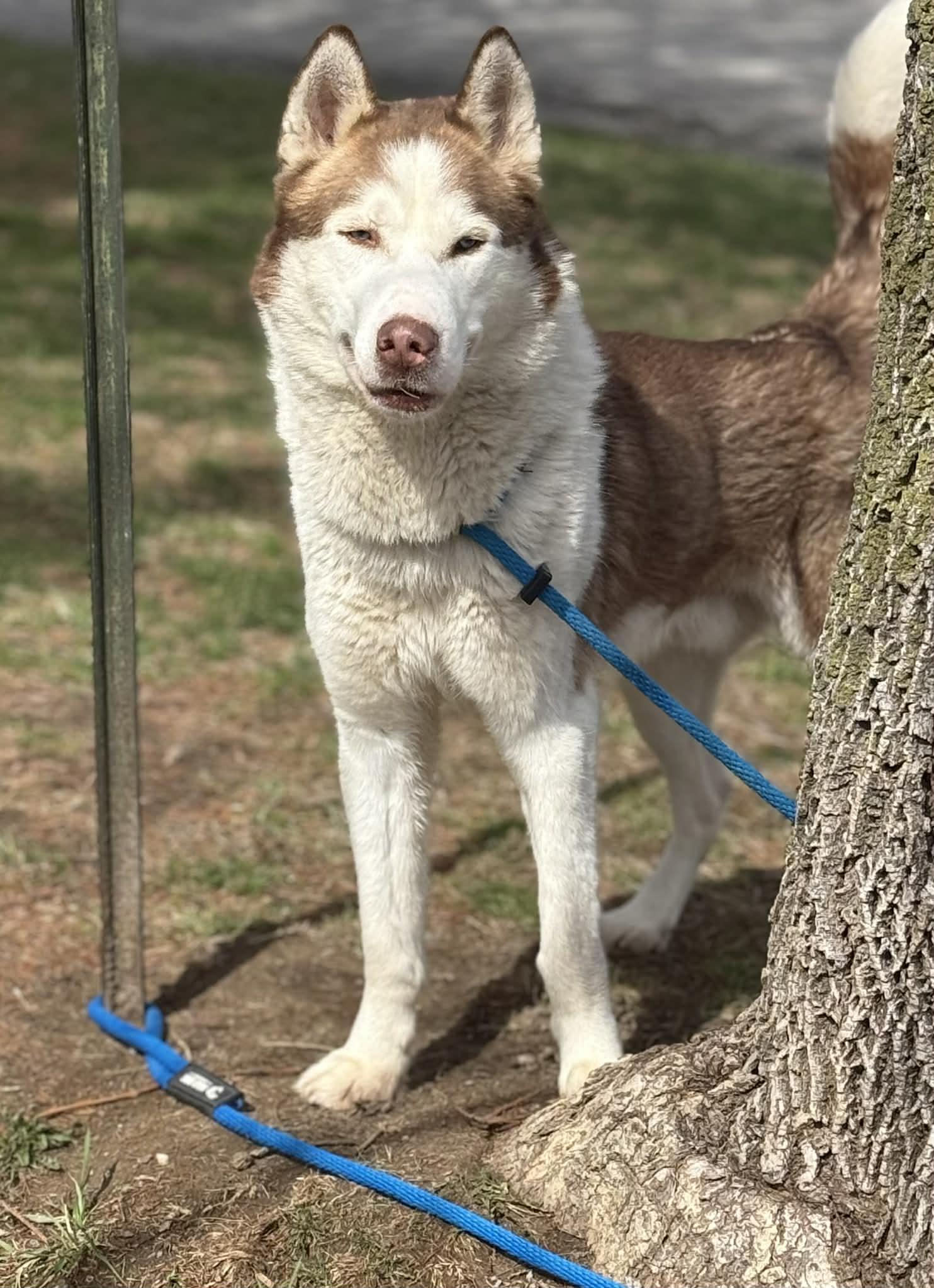 Enlarge Crimson (in a FOSTER home), a ADOPTABLE Husky in Springfield, IL image 1/5