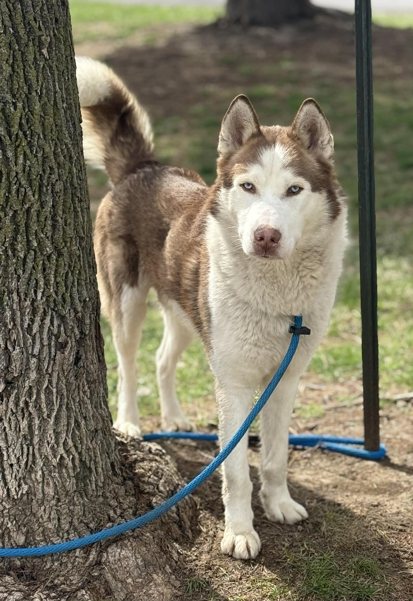 Enlarge Crimson (in a FOSTER home), a ADOPTABLE Husky in Springfield, IL image 5/5