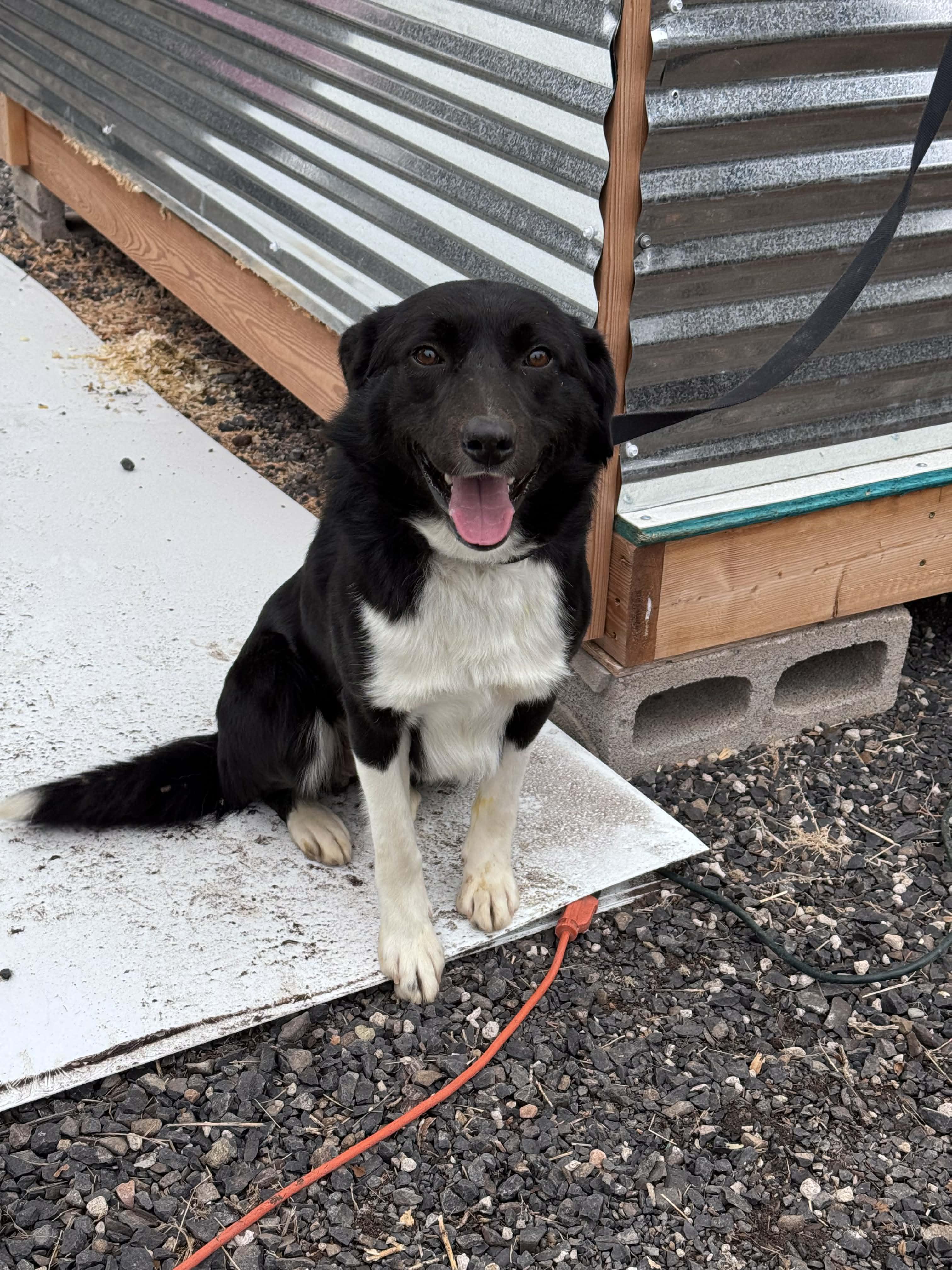Enlarge Charlie , a ADOPTABLE Border Collie in Bend, OR image 1/1