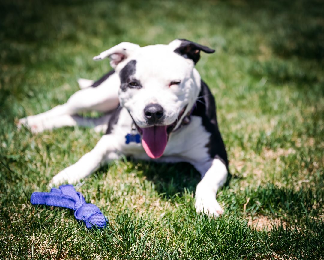 Maggie, a Adoptable Pit Bull Terrier in Pueblo, CO image 2/6