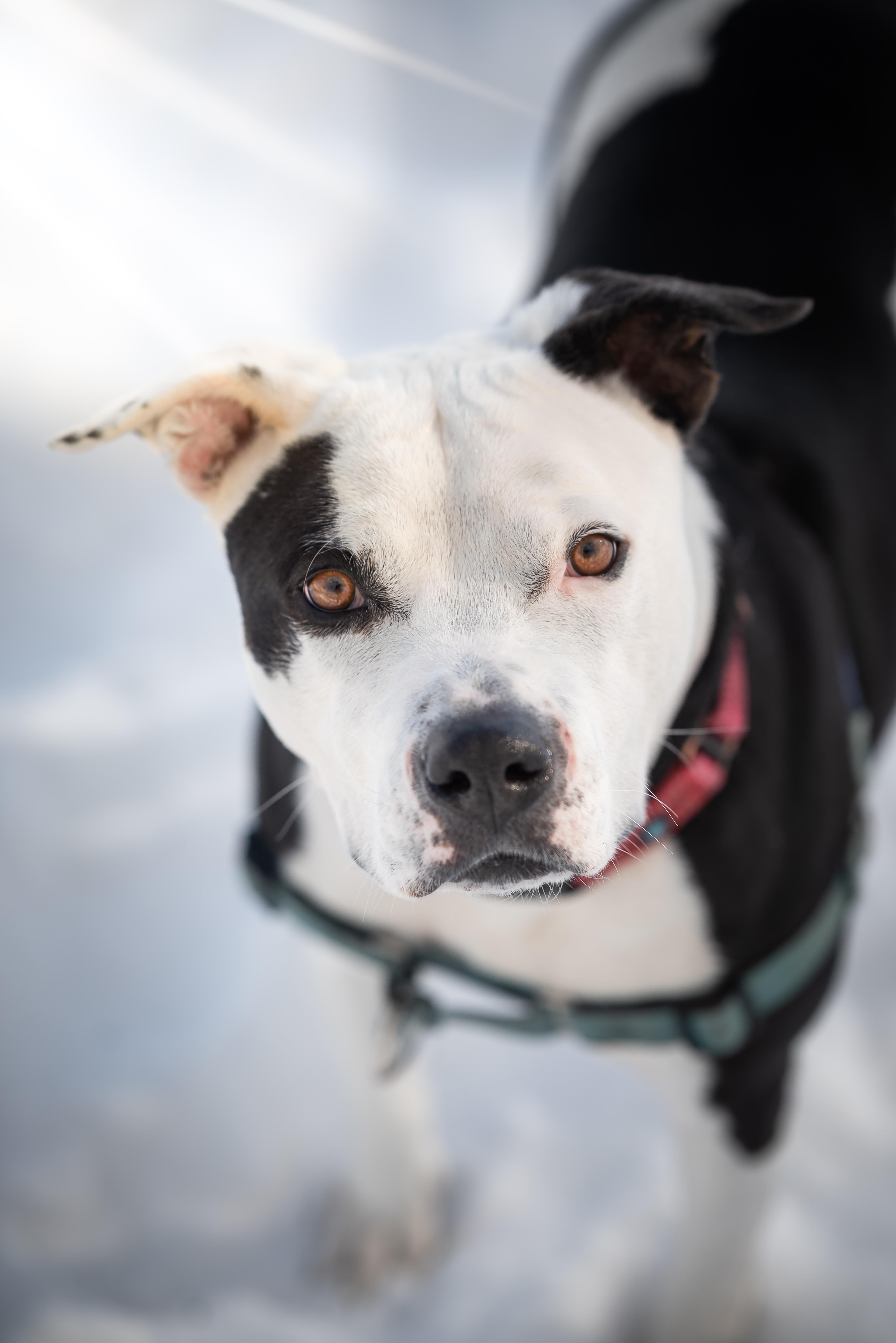 Maggie, a Adoptable Pit Bull Terrier in Pueblo, CO image 1/6