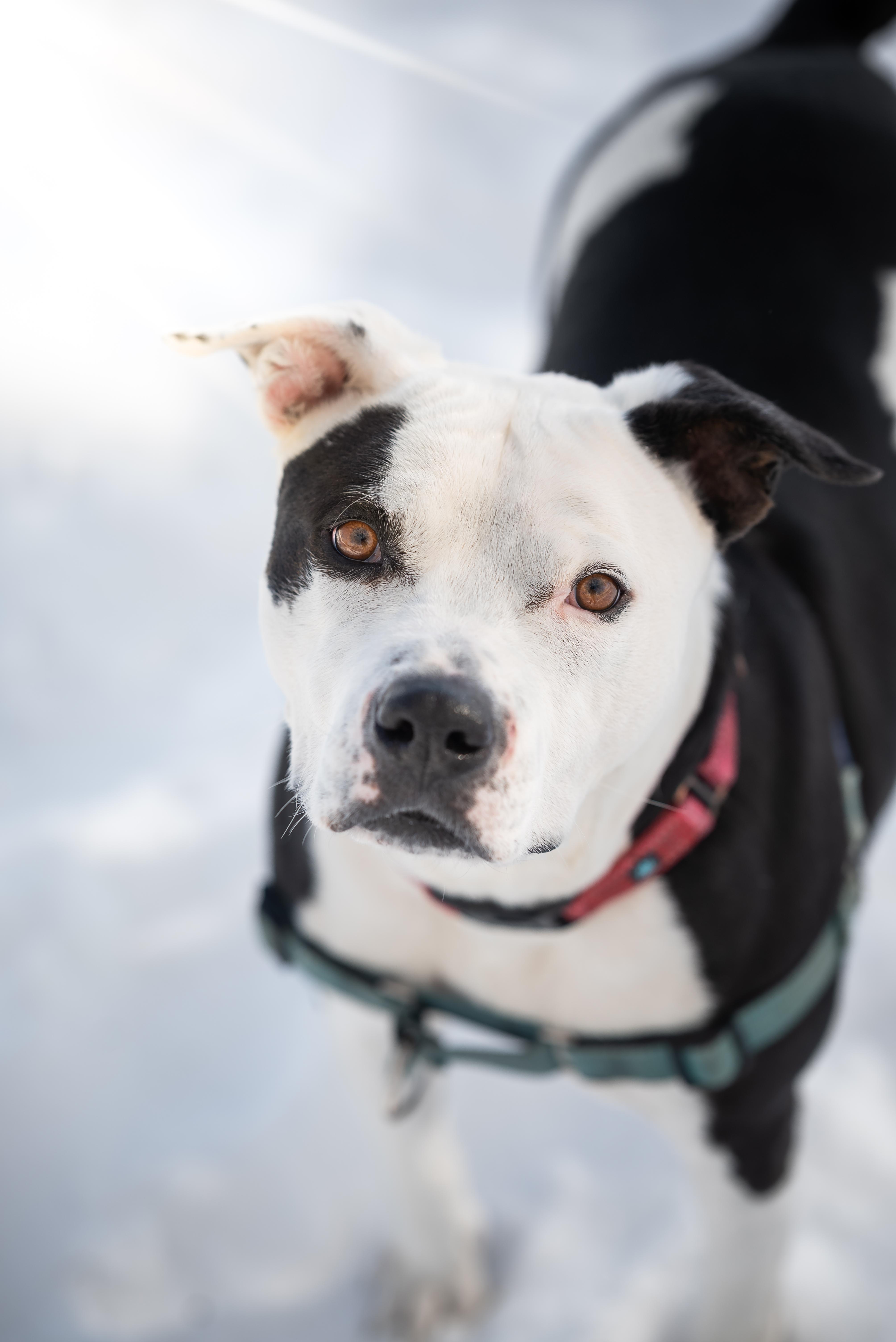 Maggie, a Adoptable Pit Bull Terrier in Pueblo, CO image 6/6