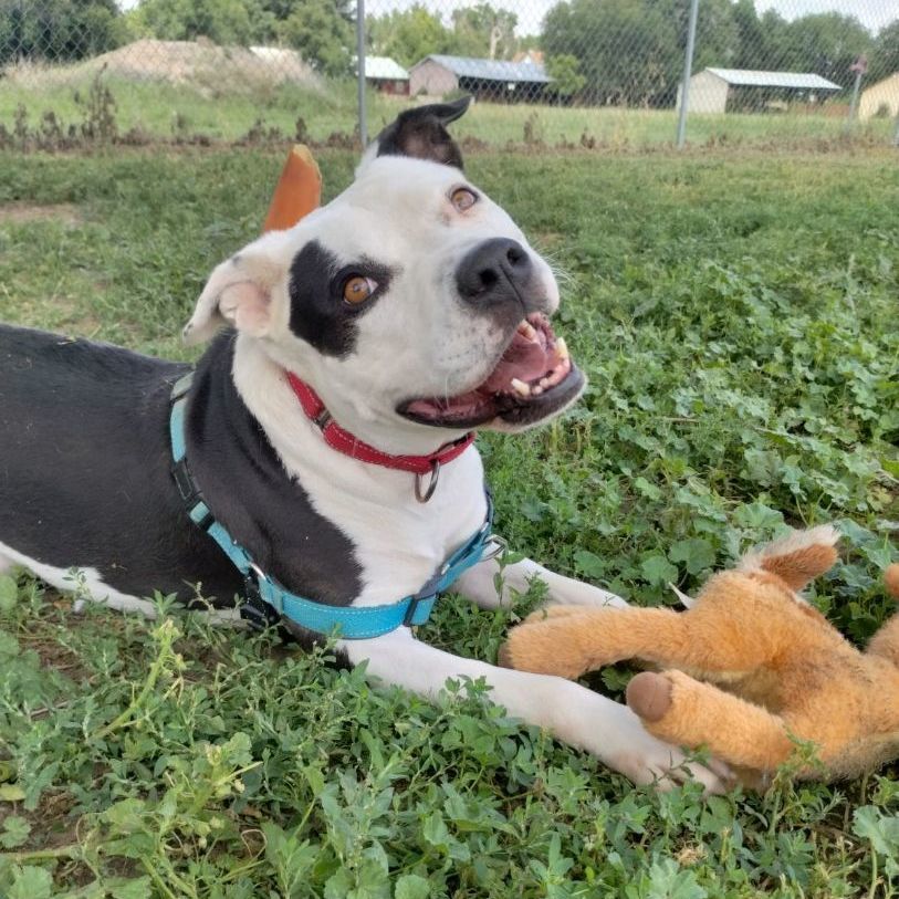 Maggie, a Adoptable Pit Bull Terrier in Pueblo, CO image 3/6