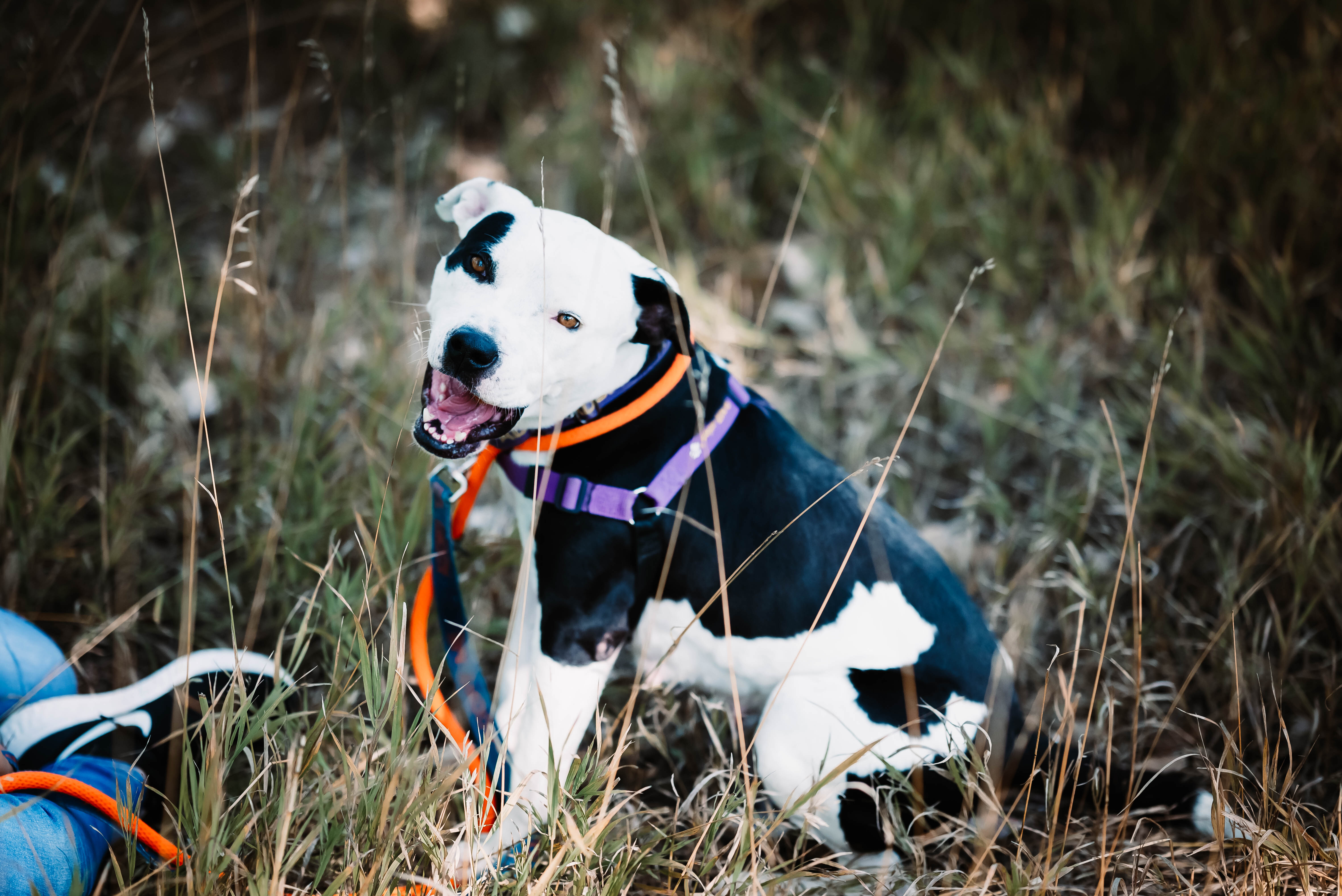Maggie, a Adoptable Pit Bull Terrier in Pueblo, CO image 4/6