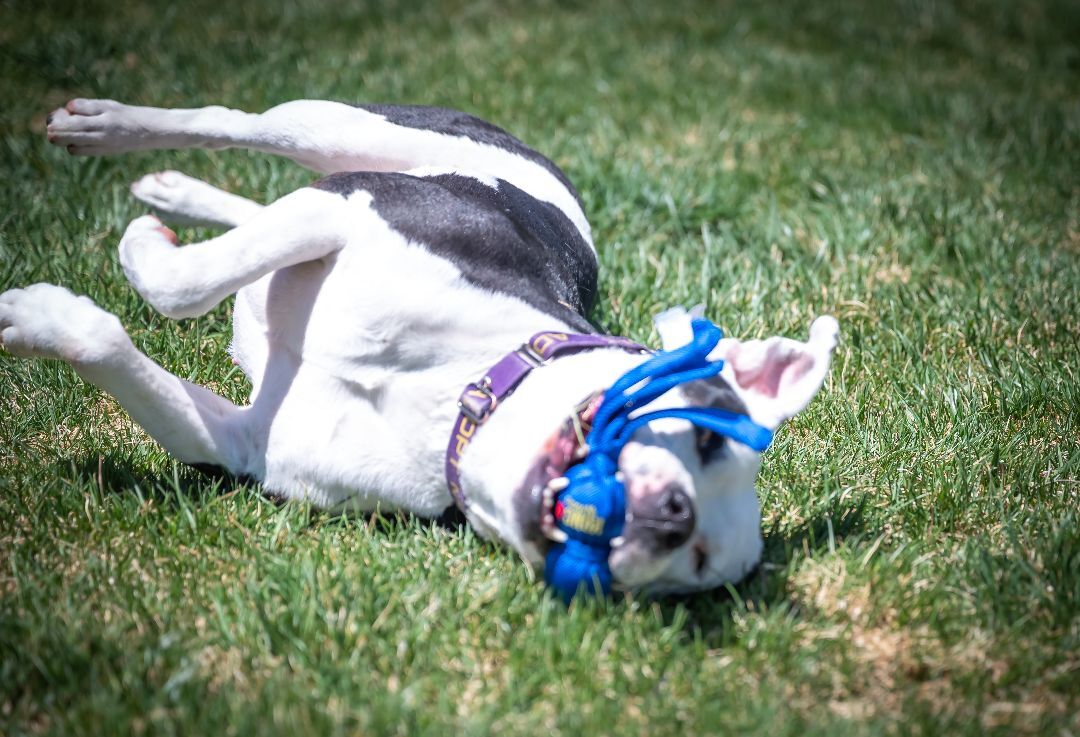 Maggie, a Adoptable Pit Bull Terrier in Pueblo, CO image 5/6