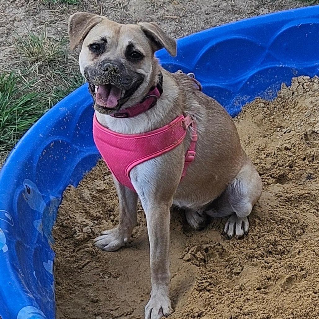 Finch, Adoptable, Adult Female Pug & Beagle.