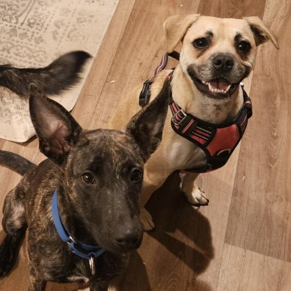 Finch, a Adoptable mixed breed in Wimberley, TX image 2/6