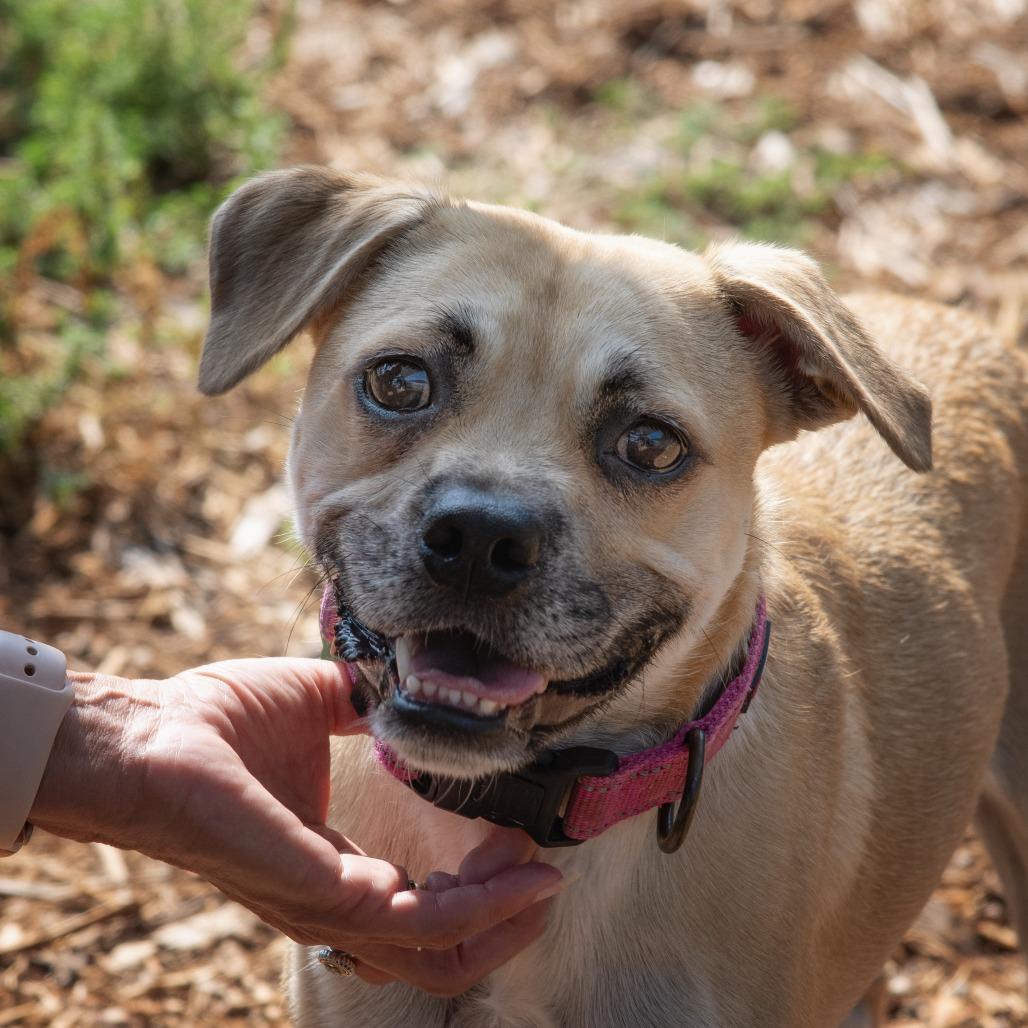 Finch, a Adoptable mixed breed in Wimberley, TX image 3/6