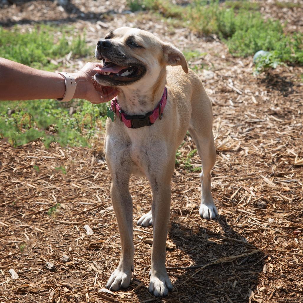 Finch, a Adoptable mixed breed in Wimberley, TX image 4/6