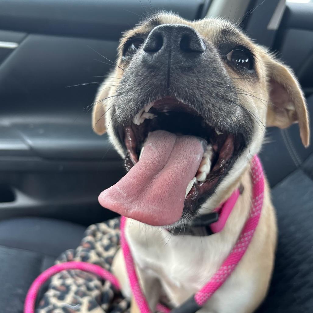 Finch, a Adoptable mixed breed in Wimberley, TX image 5/6
