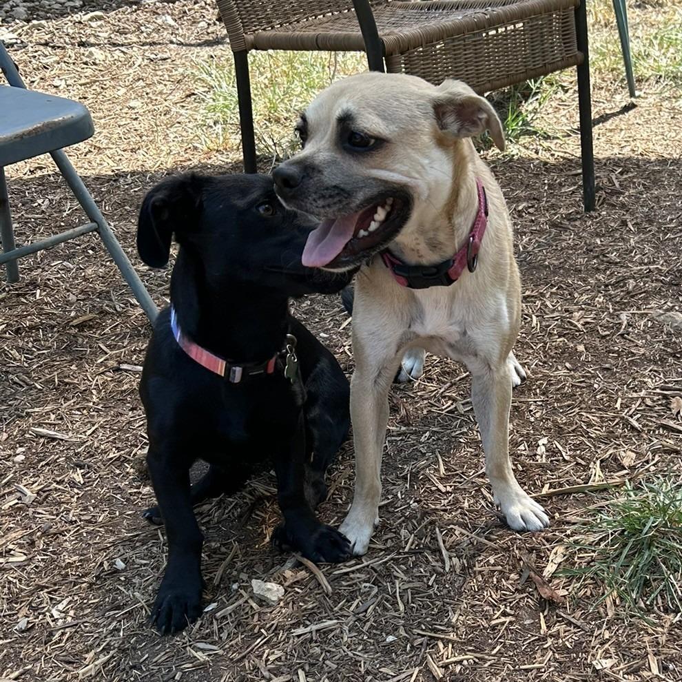 Finch, a Adoptable mixed breed in Wimberley, TX image 6/6