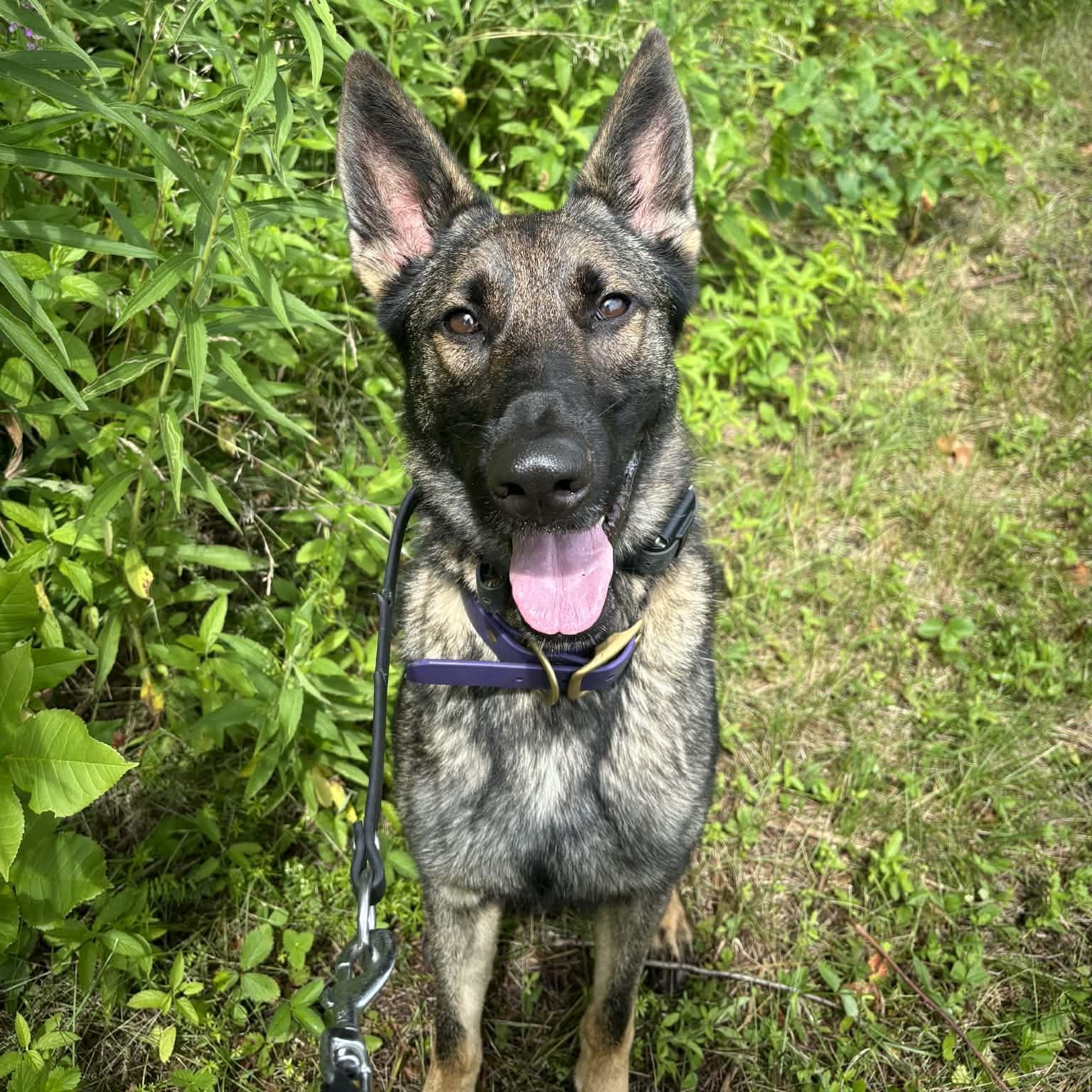 Bashka, Adoptable, Adult Female German Shepherd Dog & Belgian Shepherd / Malinois.