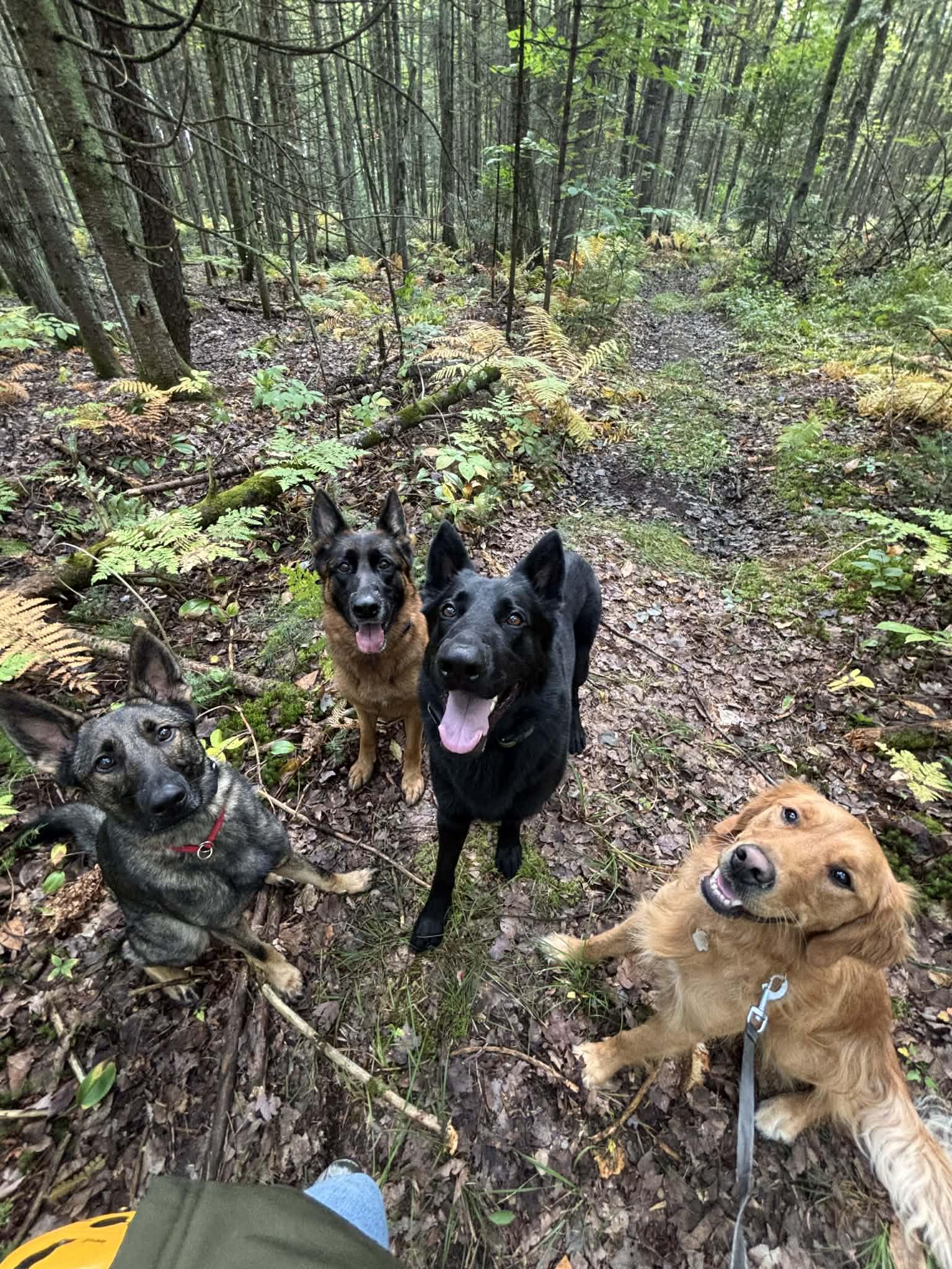 Enlarge Bashka, a Adoptable mixed breed in Montreal, QC image 3/5