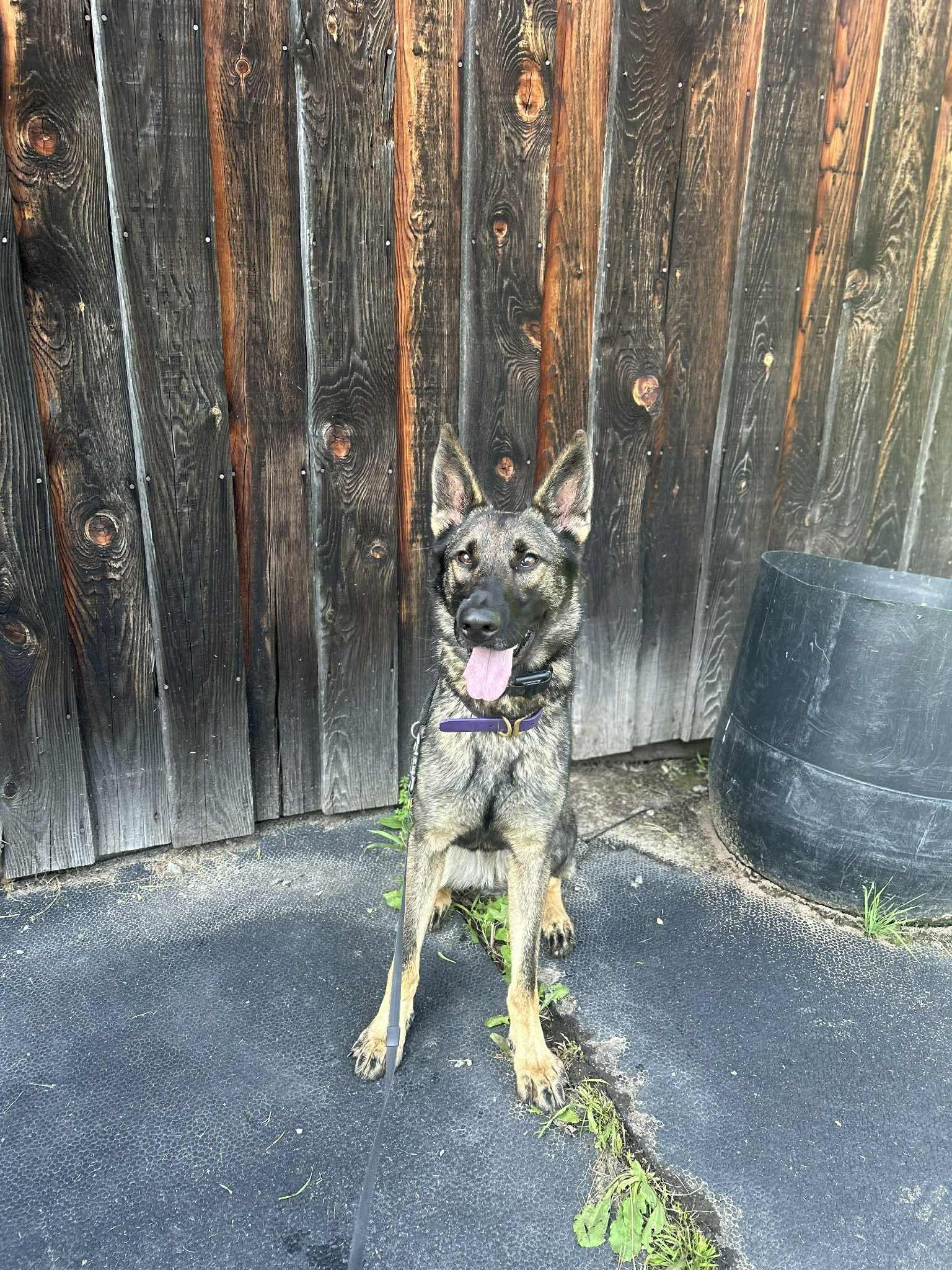 Enlarge Bashka, a Adoptable mixed breed in Montreal, QC image 5/5