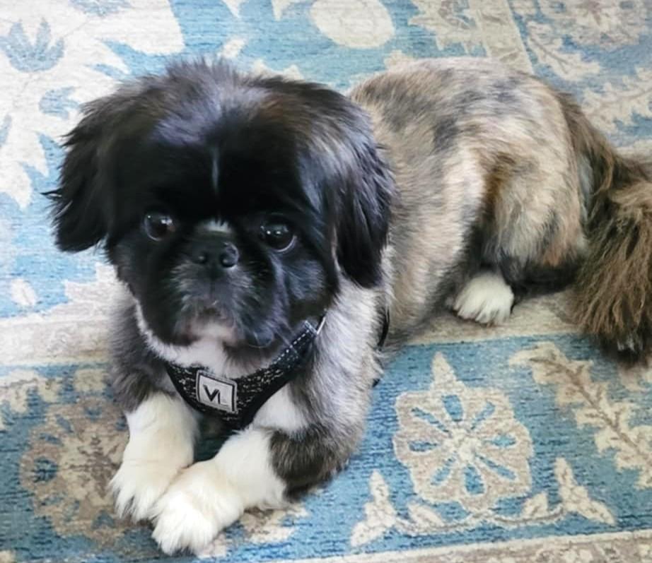 Gizmo photo 2