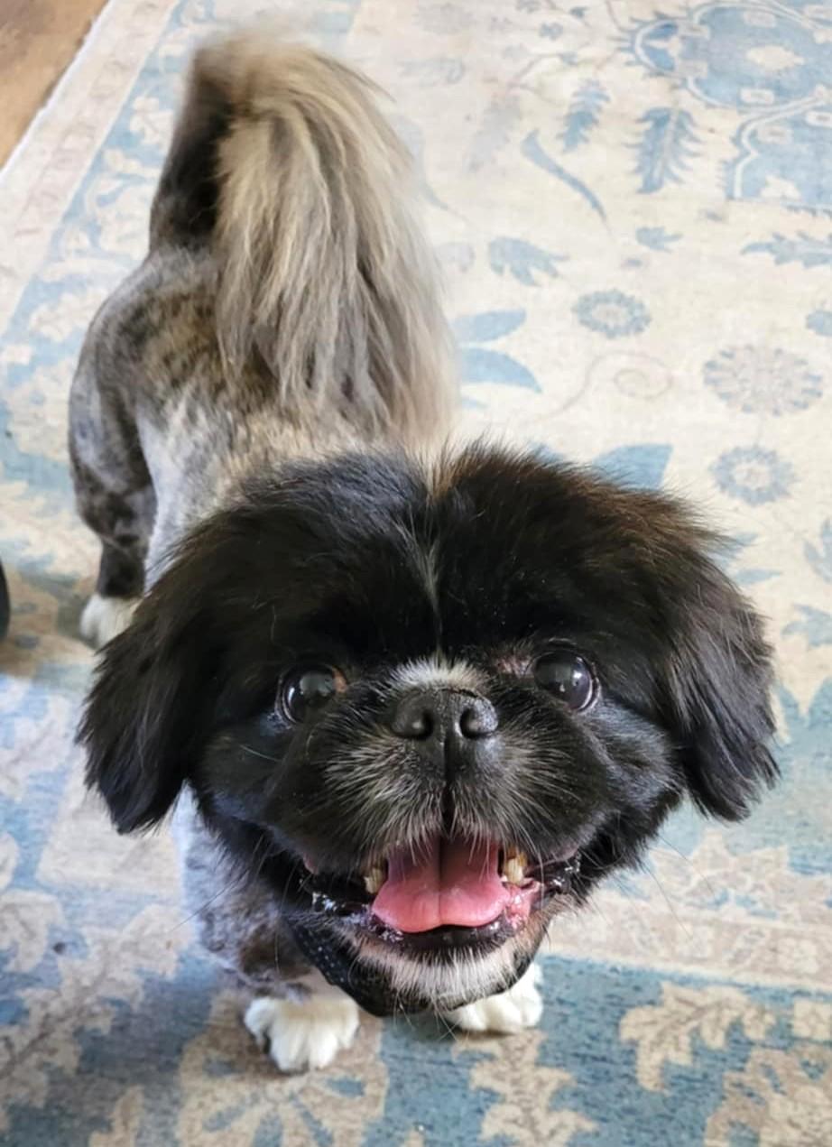 Gizmo photo 3