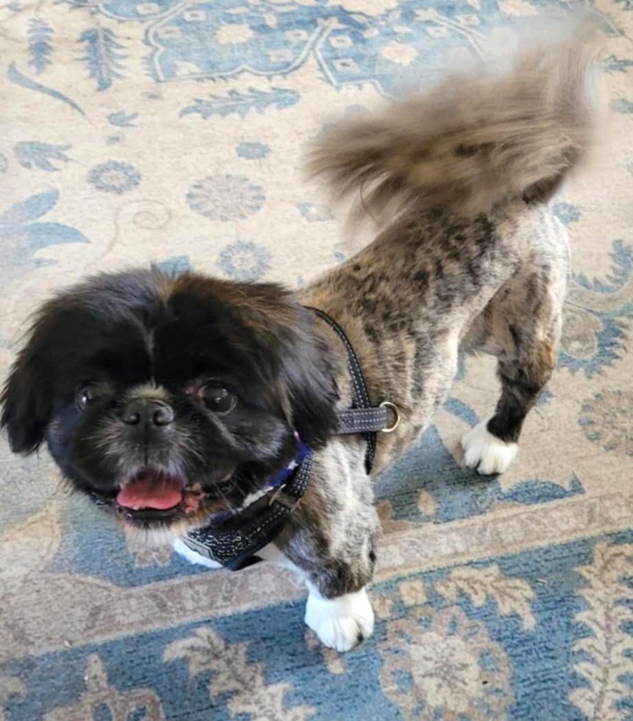 Gizmo, Senior Male Pekingese