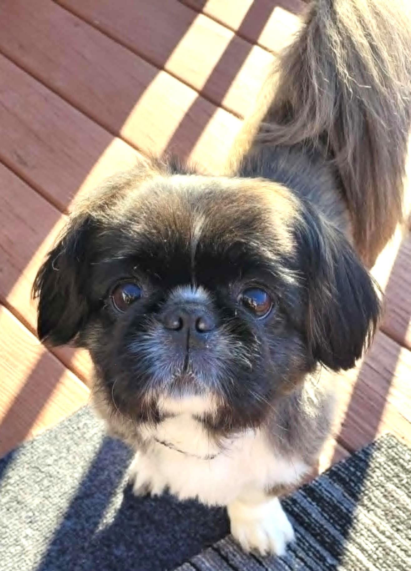 Gizmo photo 4