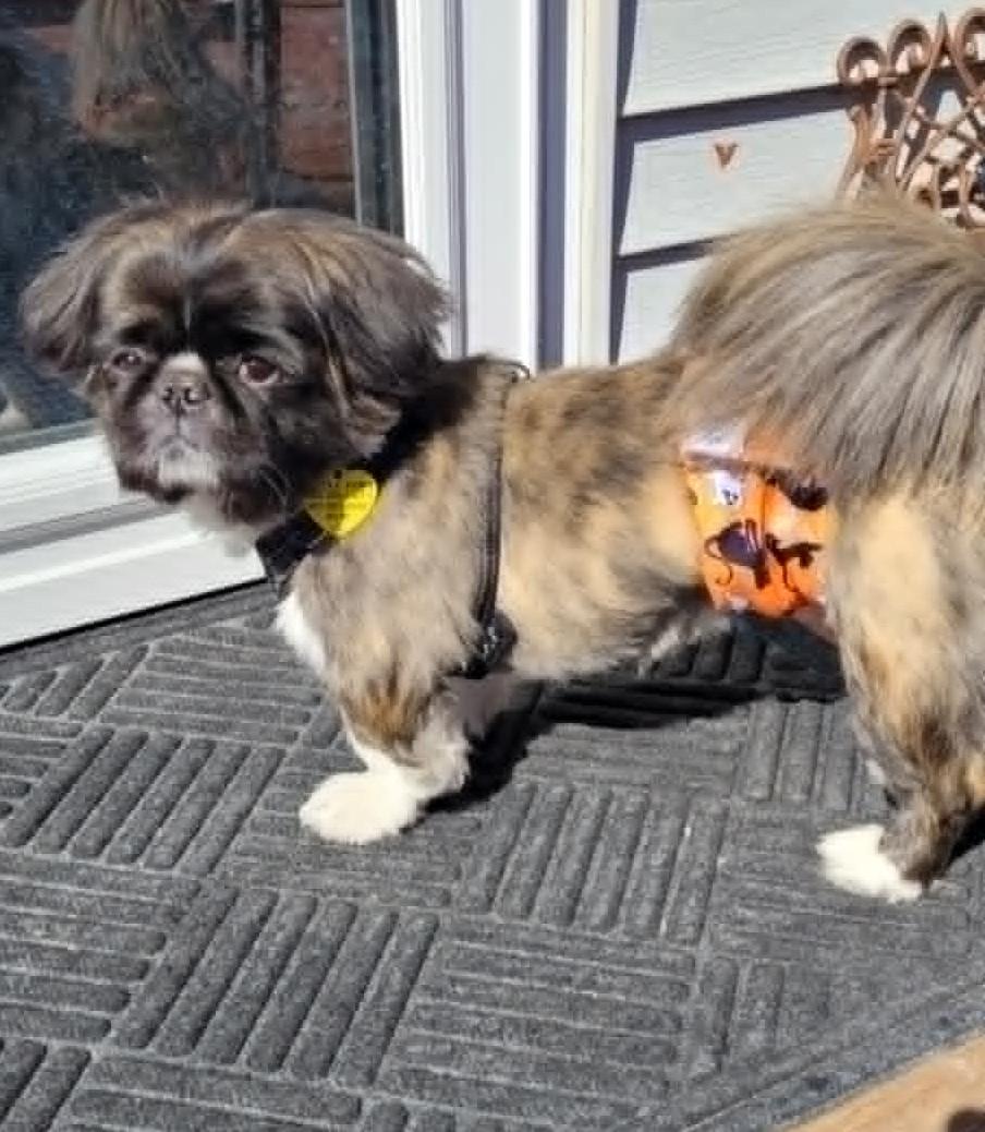 Gizmo photo 5