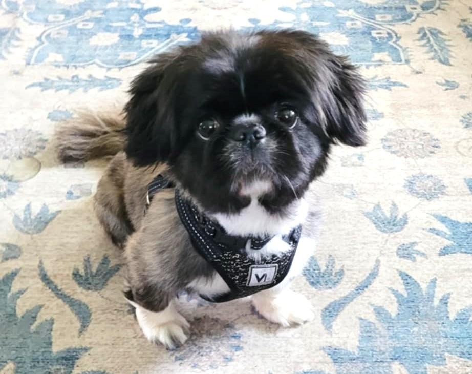 Gizmo photo 6