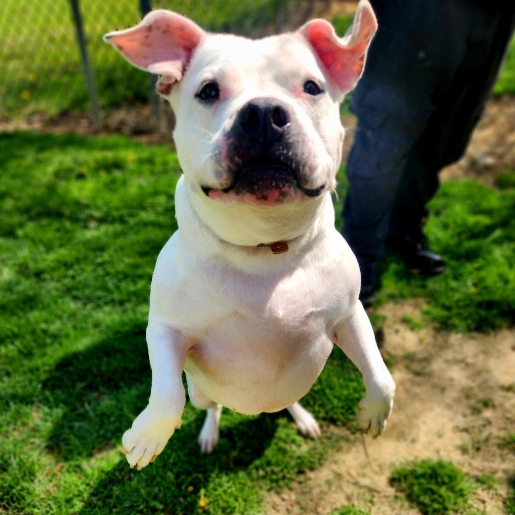 Maizy, adoptable, Adult Female Pit Bull Terrier.