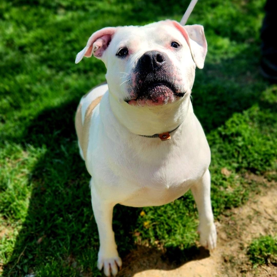 Enlarge Maizy, an adoptable Pit Bull Terrier in Stanley, VA image 2/5