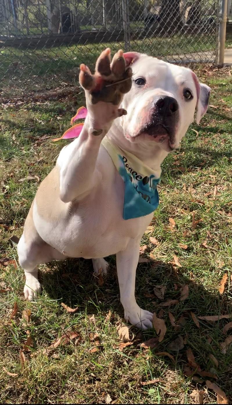 Enlarge Maizy, an adoptable Pit Bull Terrier in Stanley, VA image 4/4