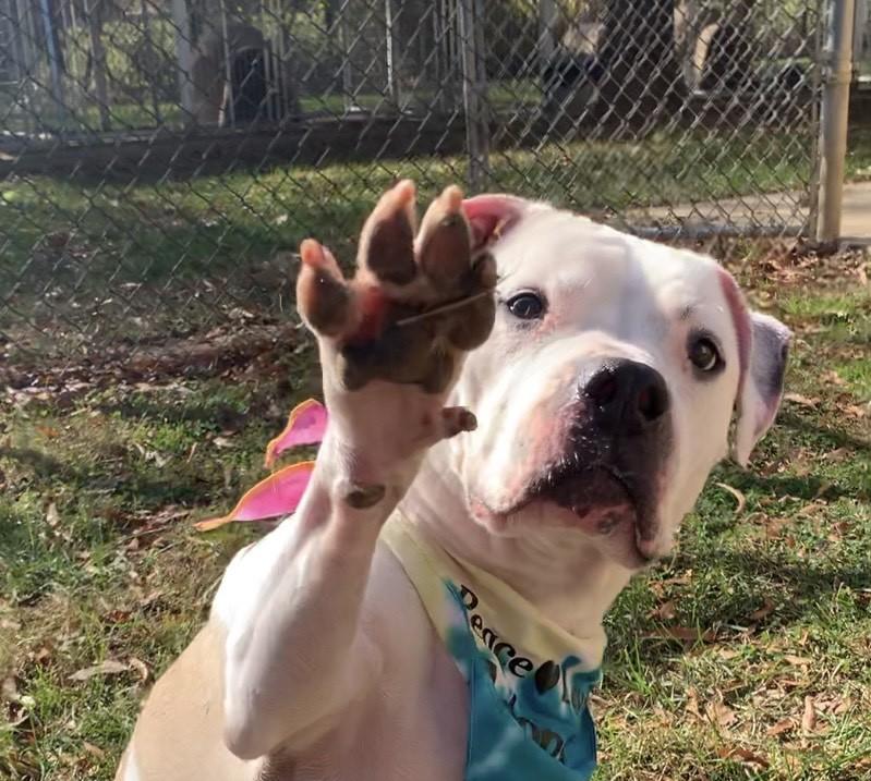 Maizy, adoptable, Adult Female Pit Bull Terrier.