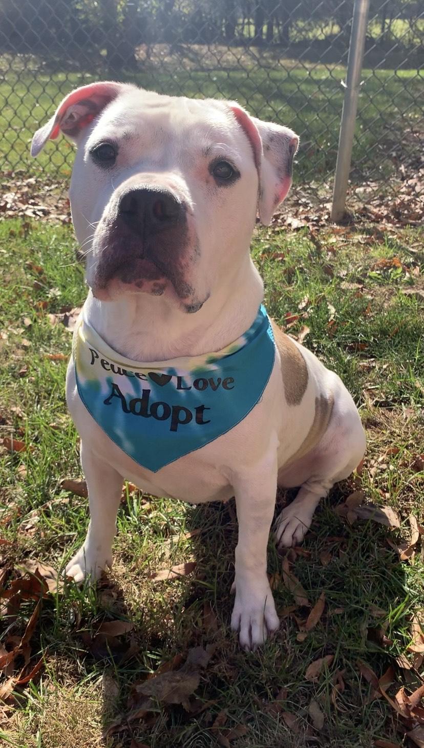 Enlarge Maizy, an adoptable Pit Bull Terrier in Stanley, VA image 2/4