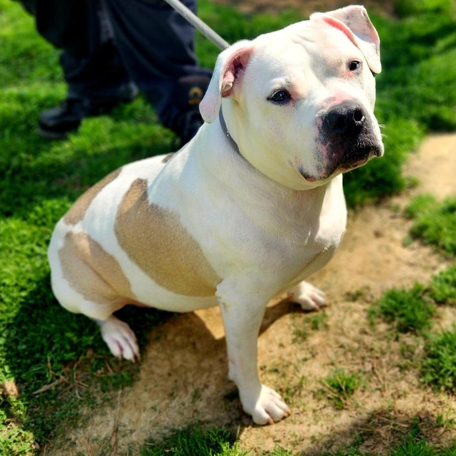 Enlarge Maizy, an adoptable Pit Bull Terrier in Stanley, VA image 4/5