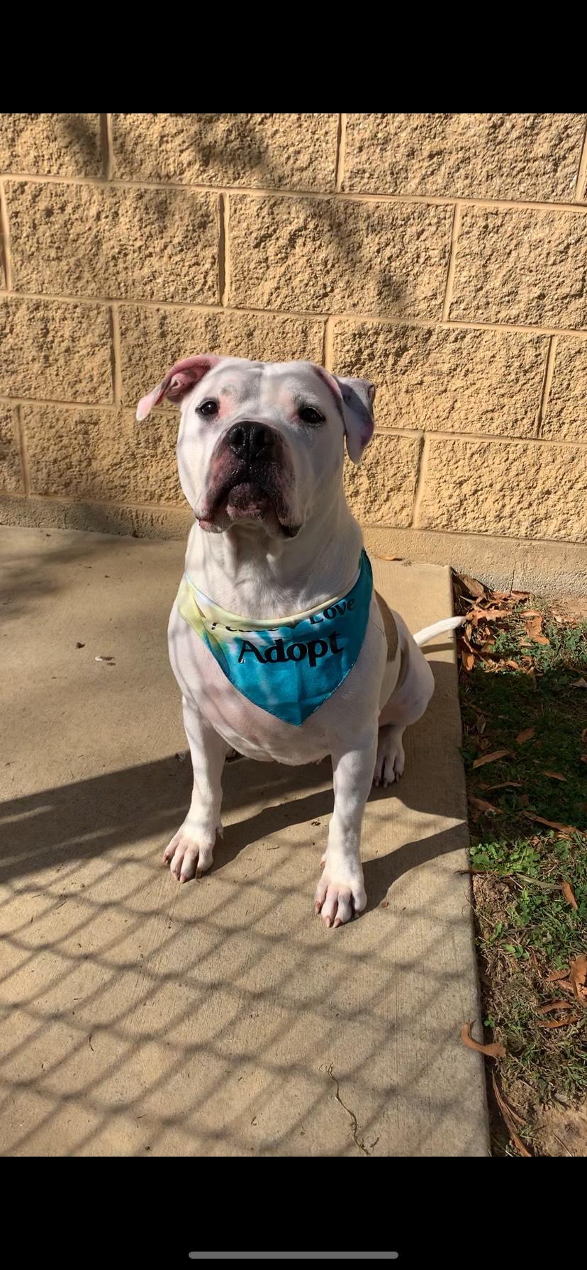 Enlarge Maizy, an adoptable Pit Bull Terrier in Stanley, VA image 3/4