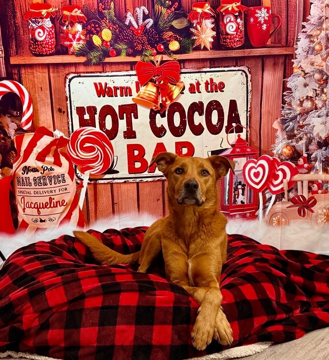 Scooby Doo , Adoptable, Young Male Shepherd & Labrador Retriever.