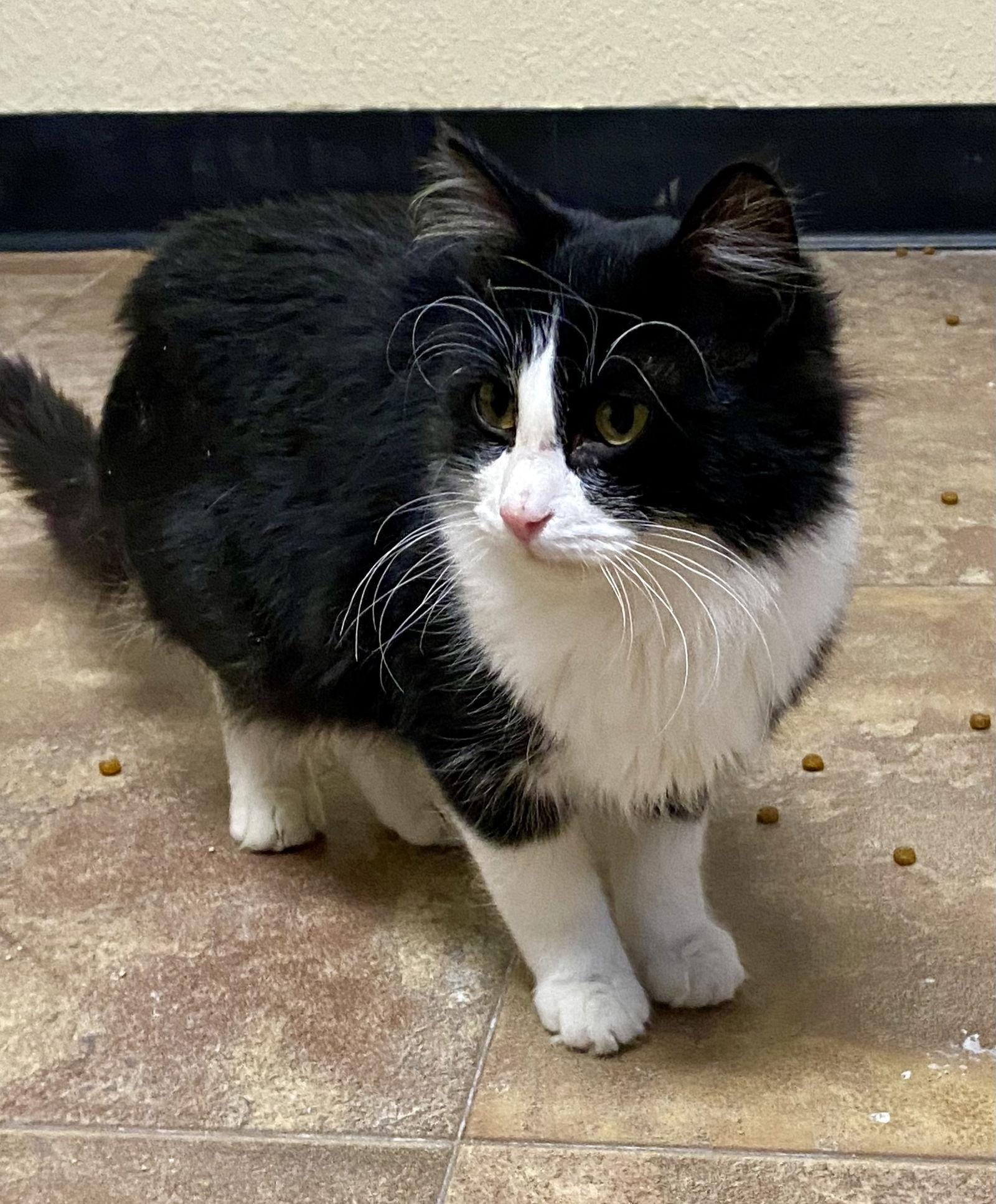 Enlarge Dandy, a Adoptable mixed breed in Fargo, ND image 1/1