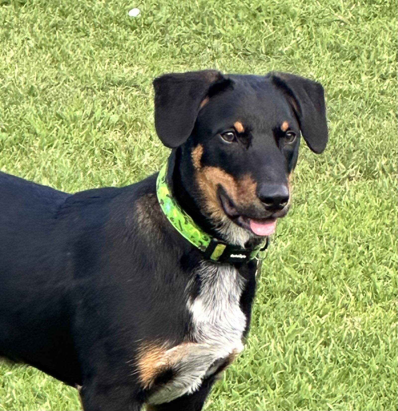 Enlarge Red, a Adoptable mixed breed in Garner, NC image 2/3