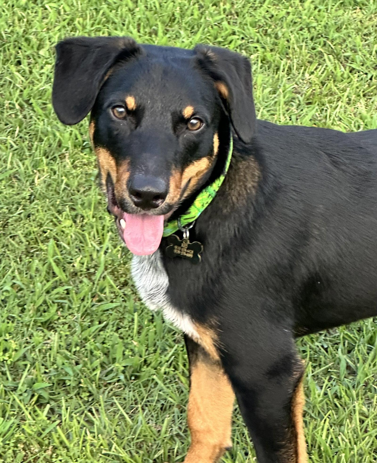 Enlarge Red, a Adoptable mixed breed in Garner, NC image 3/3