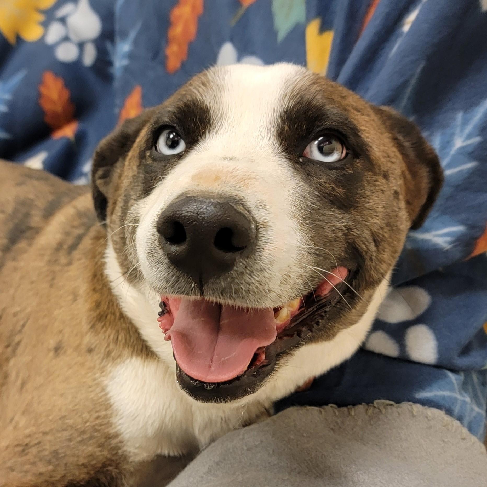 Enlarge Lucky, an adopted mixed breed in ALPINE, TX image 6/6