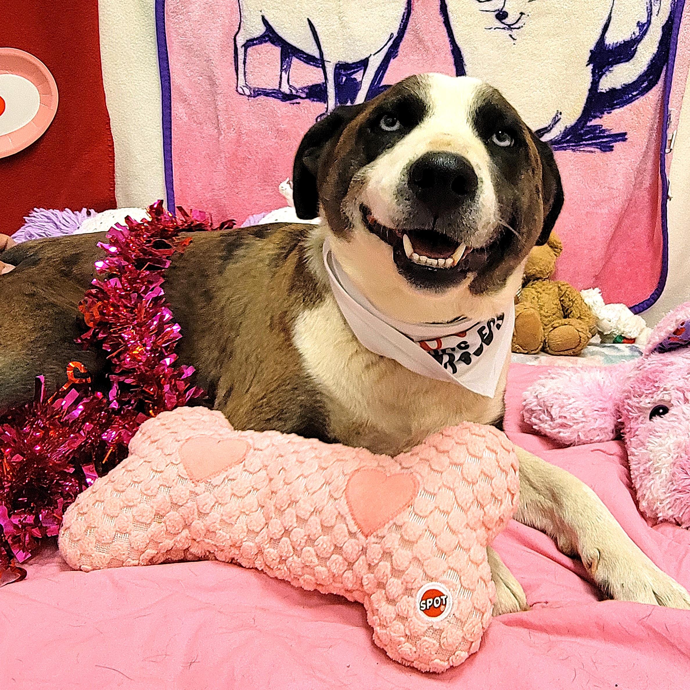 Enlarge Lucky, an adopted mixed breed in ALPINE, TX image 1/6