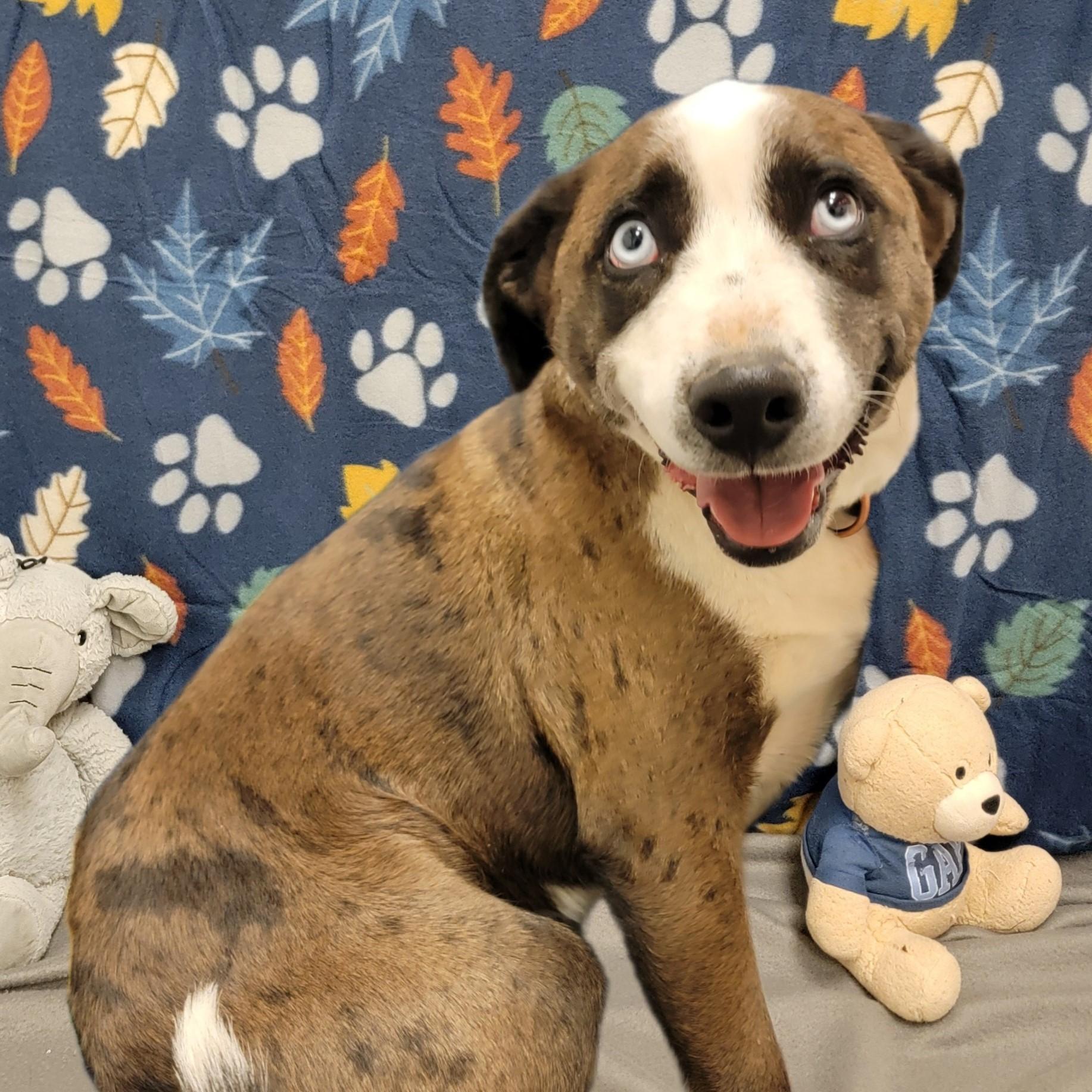 Enlarge Lucky, an adopted mixed breed in ALPINE, TX image 4/6