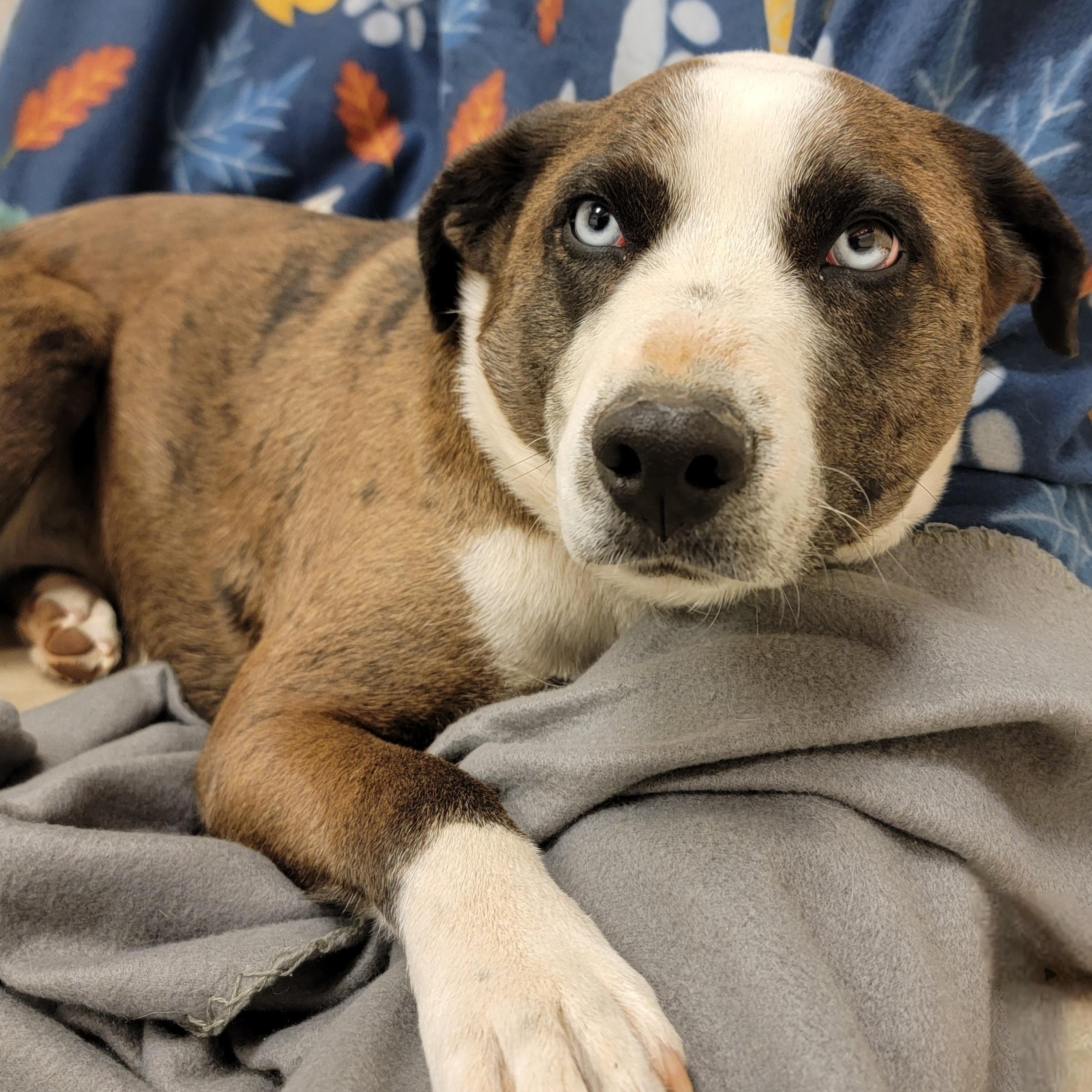 Enlarge Lucky, an adopted mixed breed in ALPINE, TX image 5/6