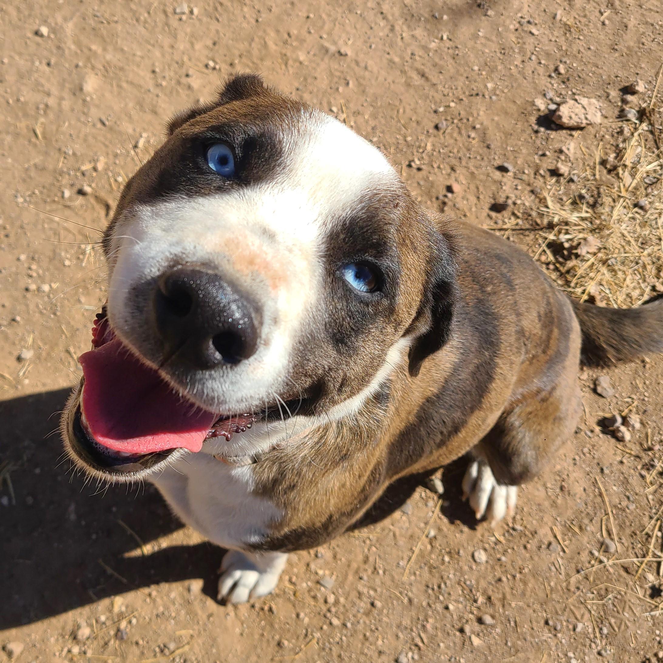 Enlarge Lucky, an adopted mixed breed in ALPINE, TX image 3/6