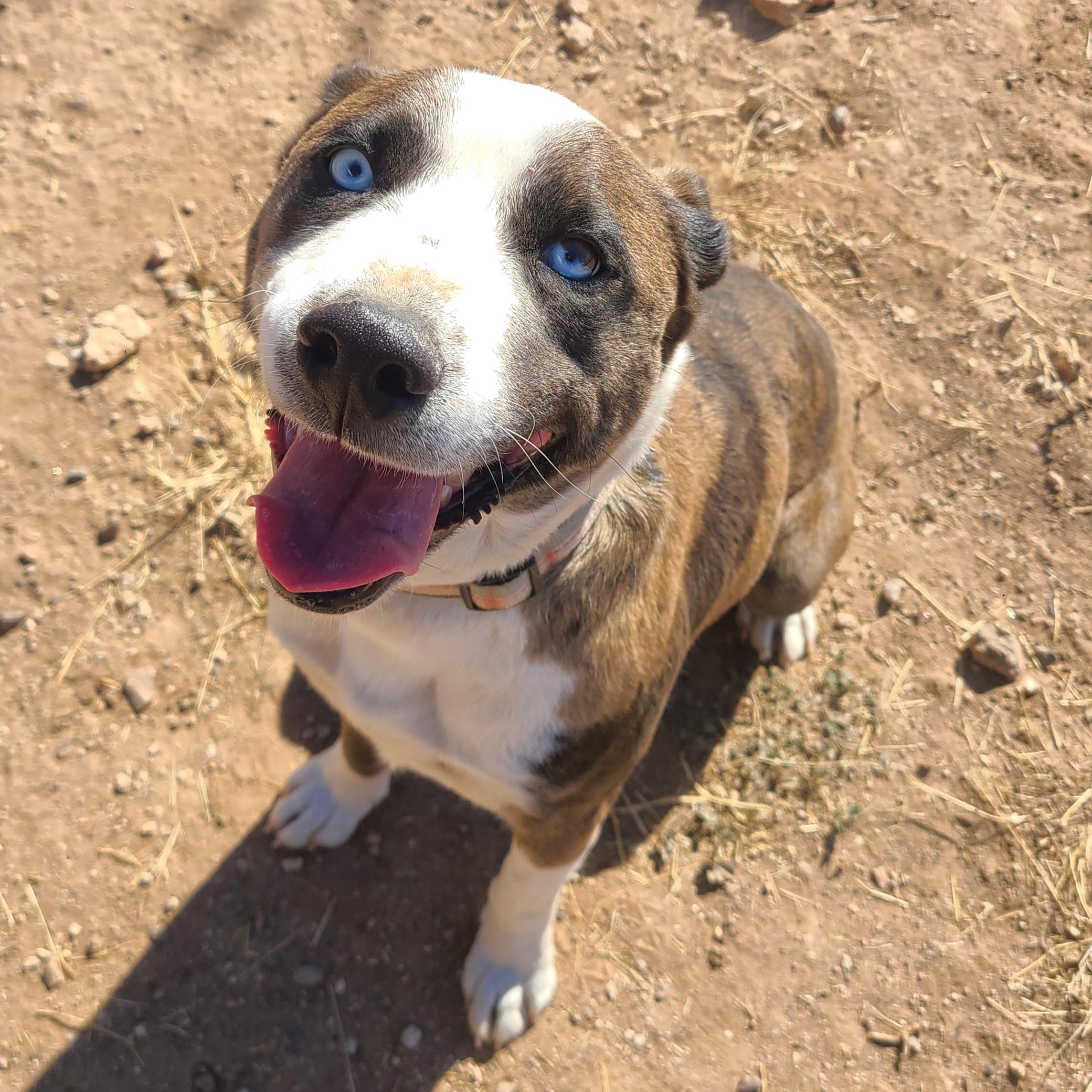 Lucky, ADOPTABLE, Adult Male Catahoula Leopard Dog & Australian Shepherd.