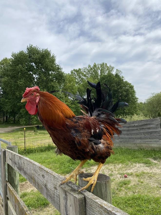 Midas, Adoptable, Adult Male Chicken.